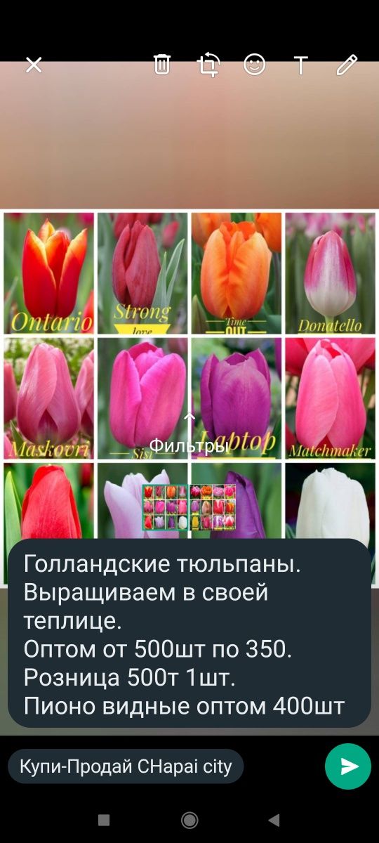 500 луковиц Тюльпан Евгения (Tuliр ...