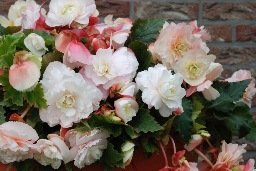 Begonia SEMPERFLORENS или Бегония Вечноцветущая (семена)