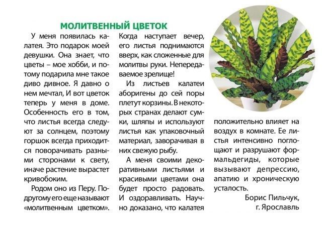 Maranta leuconeura, молитвенное растение в деревянном горшке ...