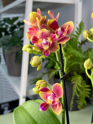 Орхидея Phal. KV Beauty 2,5 - купить ...