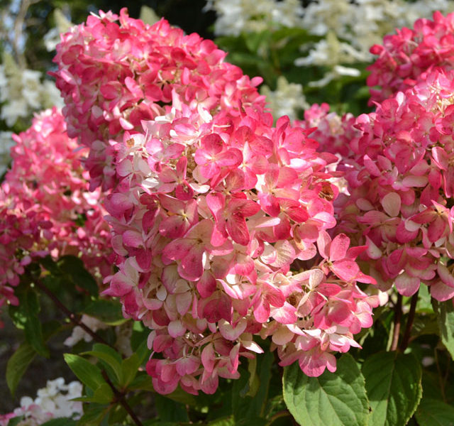 Гортензия метельчатая 'Диамонд Руж' / Hydrangea paniculata ...