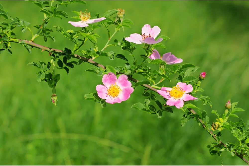 Rosa canina 'Laxa ...