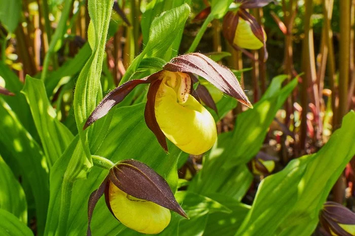 Пафиопедилум (Венерин башмачок) 🌱 - купить корневища и ...