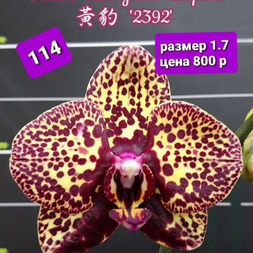 Орхидея фаленопсис Phal. I-Hsin Yellow Leopard, под заказ ...