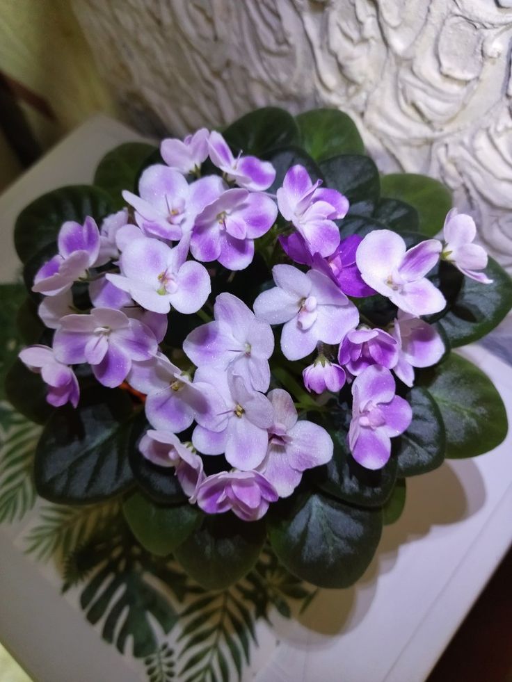 Ma's O'Scarlet O'Hara #panifialka #flowers #violets #violet ...