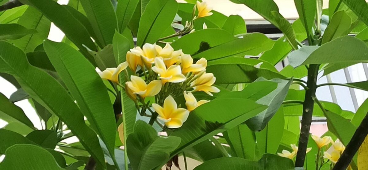 Белый цветок Frangipani, БАЛИ, Индонезия Стоковое Изображение ...