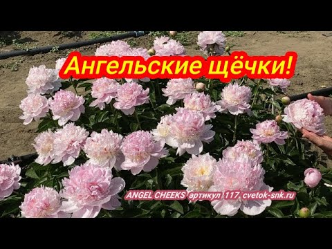 Пионы Энжел Чикс купить саженцы из питомника