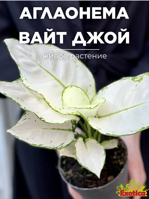 ЛЕ-Пряная Корица (Е.Лебецкая) 2020 - FloraPiter.Ru ...