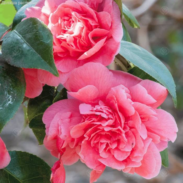 Autumn Flowering Camellia sasanqua: A ...