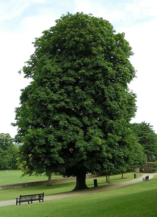 Колючие плоды на ветвях деревьев Hippocastanum Aesculus ...