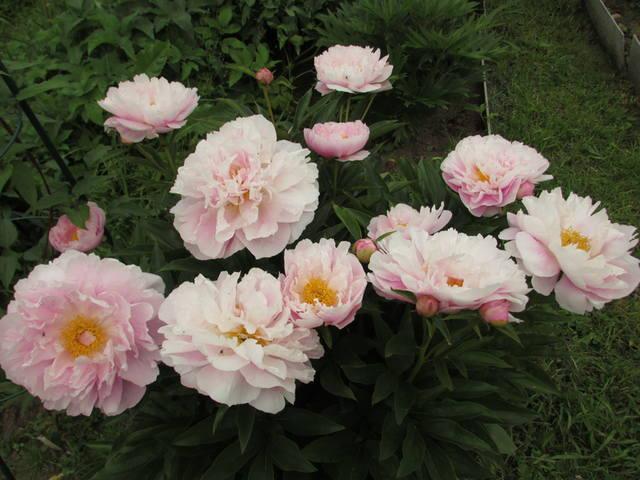 Peony Gardenia Blush White 40 cm - FMI Farms