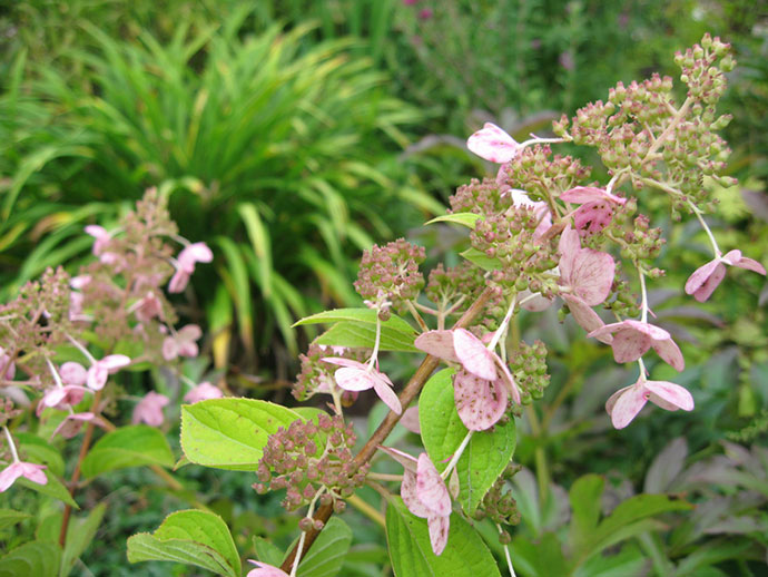 Гортензия метельчатая (Hydrangea paniculata `Kyushu ...