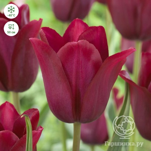 Tulipa Lilyflowering Merlot x7 - Roséns ...