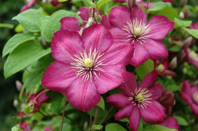 Clematis 'Ville de Lyon' — Википедия