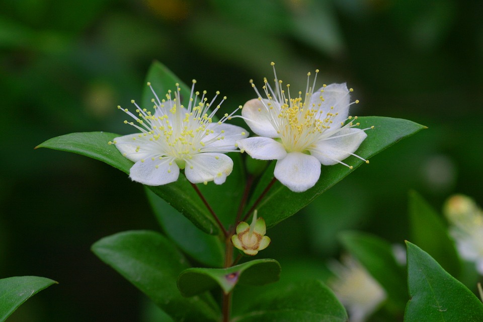 Заказать Мирт комнатное растение, Myrtus communis с доставкой ...