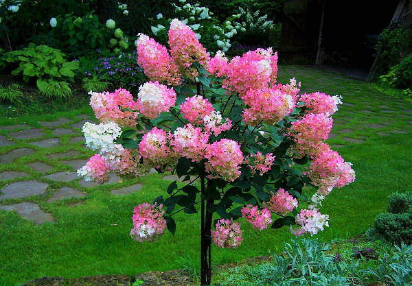 ФРАЙЗ МЕЛЬБА гортензия метельчатая / Hydrangea paniculata ...