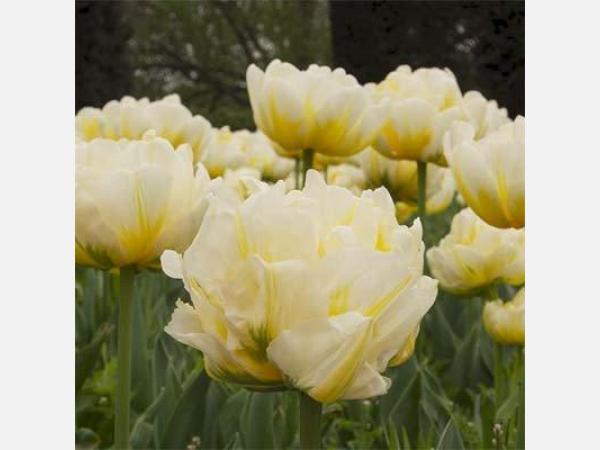 TULIPS FLAMING EVITA 37cm 25gm ...