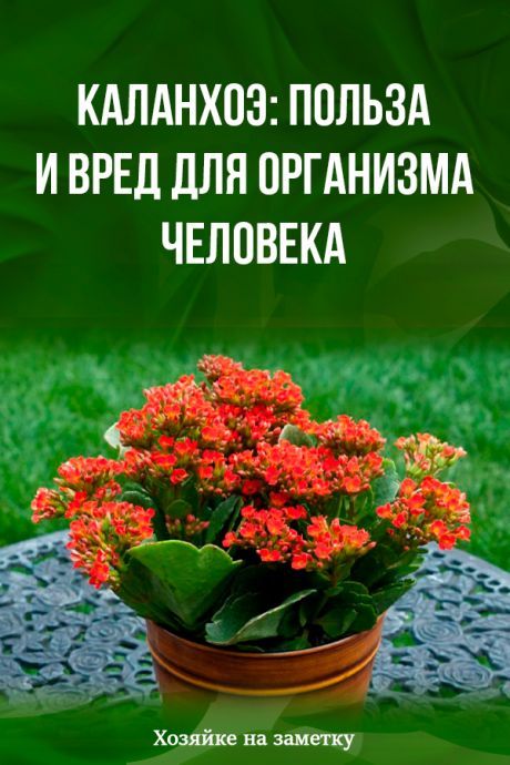 Каланхоэ: что это за цветок и что он означает | Блог интернет ...