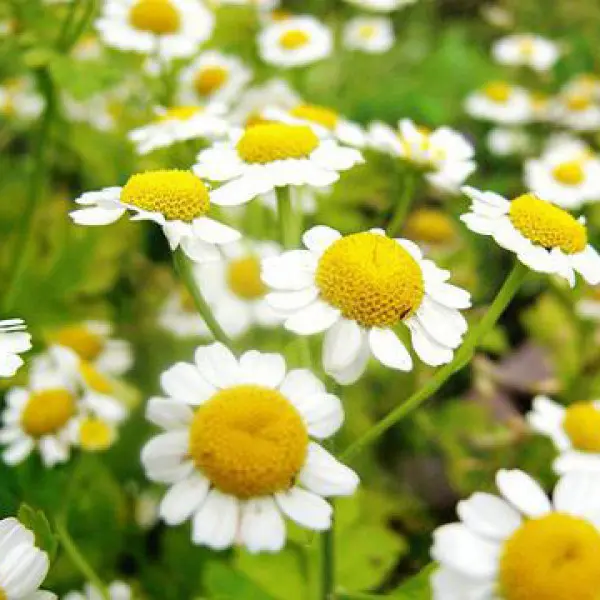 Ромашка обыкновенная Oxeye daisy ...