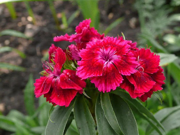 Гвоздика турецкая (Dianthus barbatus ...