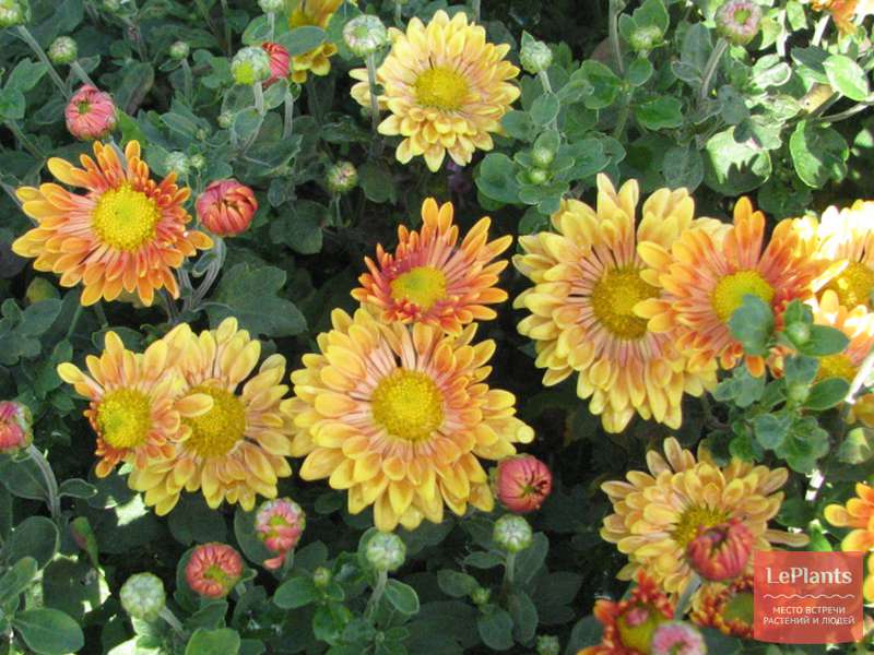 Хризантема корейская (Chrysanthemum coreanum) — описание ...