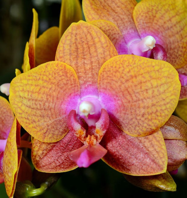 Phal. Sogo Lawrence / Орхидеи