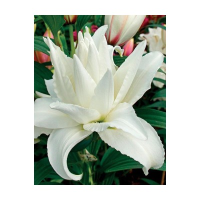 Monica Double Flowering Oriental Lily ...