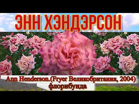 Роза Ann Henderson (Енн Хендерсон) гор ...