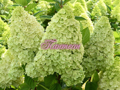 Гортензия метельчатая Гарденлайт Лемонлайт (Hydrangea ...