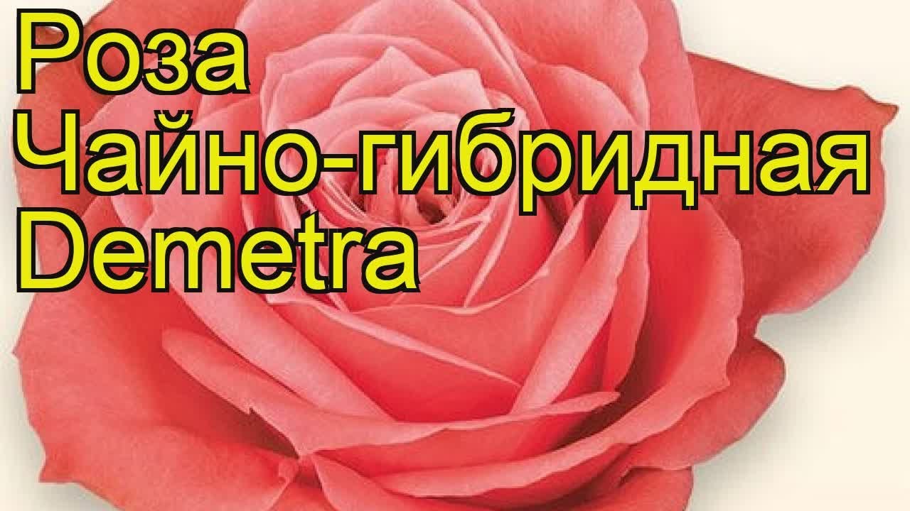 Роза чайно-гибридная Деметра. Краткий обзор, описание ...