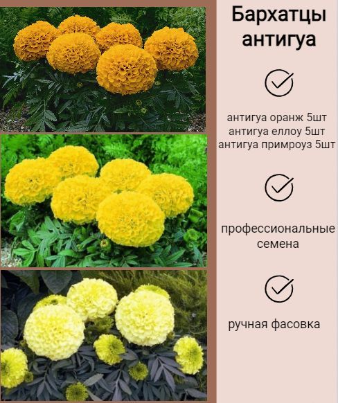 Бархатцы Антигуа примроуз семена - купить с доставкой по ...