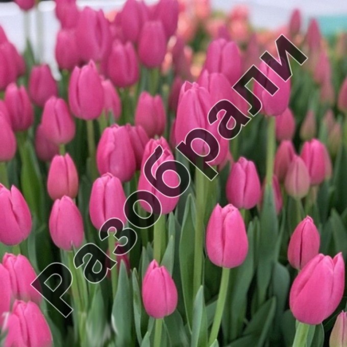 Pink Ardour ® | Hoa tulip | Jan de Wit en Zonen B.V.