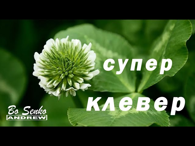 Кислица треугольная - цветок бабочка - клевер счастья ...