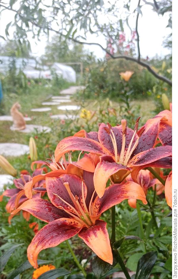 Lily, Asiatic 'Forever Susan' | Gertens Garden Center