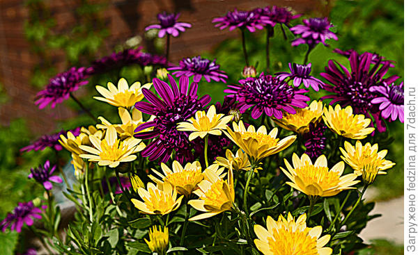 Остеоспермум (Osteospermum) — описание, выращивание, фото ...