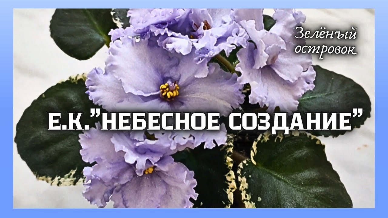 СВЕЖЕСРЕЗАННЫЕ ЛИСТЫ ФИАЛОК - Удобрения и сопутствующие ...