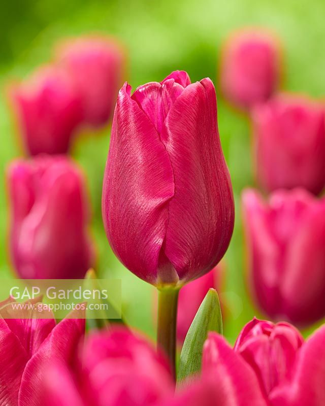 Tulipa si pink ardourTulipa si pink ardour