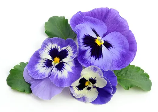 Viola cornuta 'Hansa', Фиалка рогатая ...