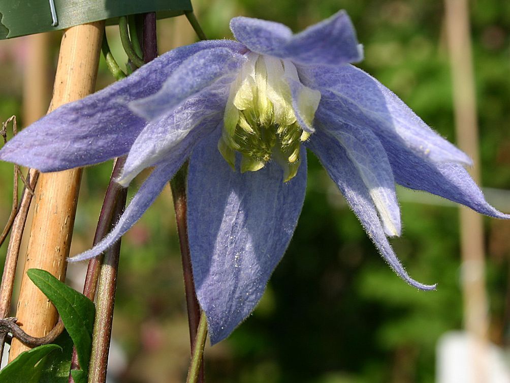 Clematis alpina Maidwell ...