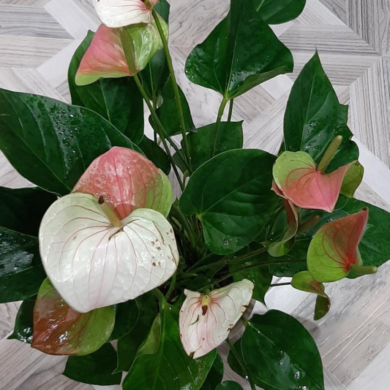 Anthurium varieties | Global Flowers Club