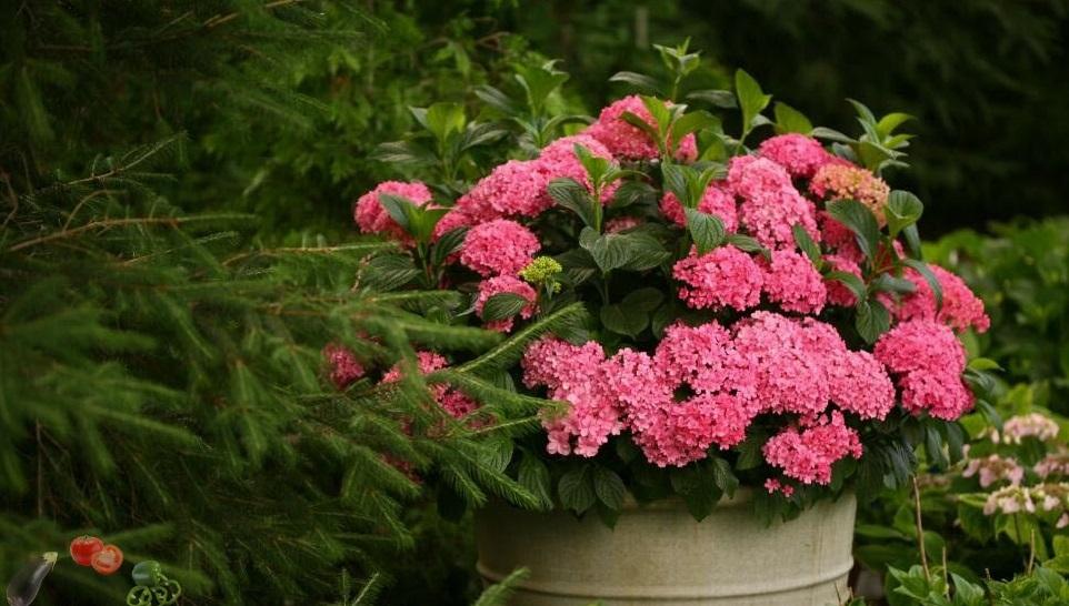 Купить саженцы Hydrangea ...