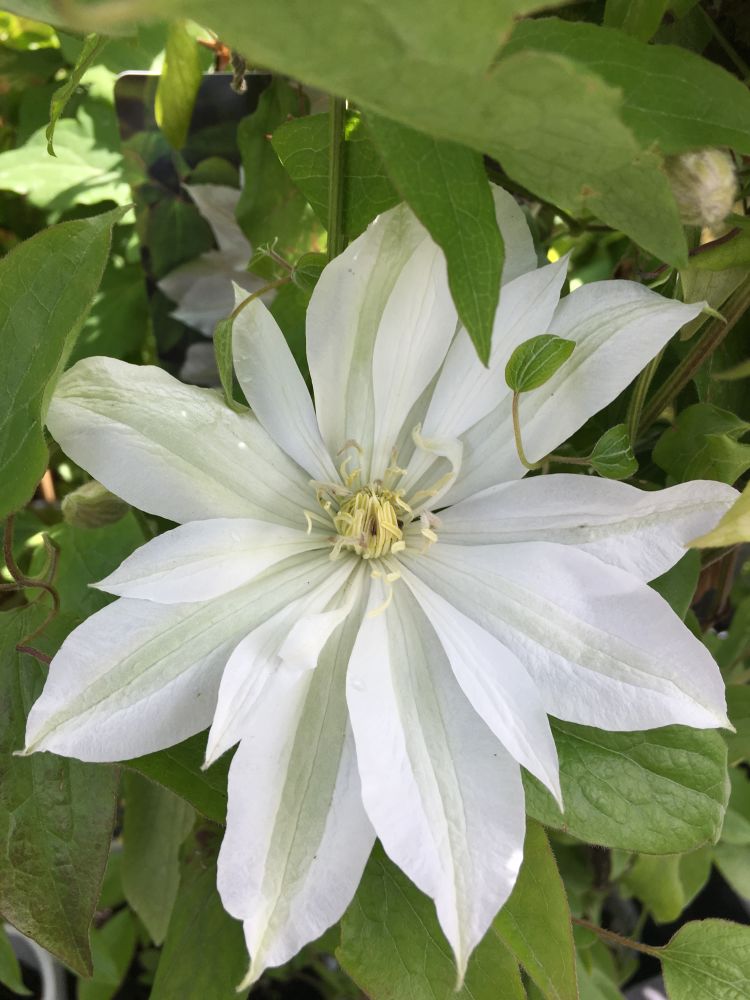 Клематис бирючинолистный (Clematis ligusticifolia) 0,1 гр.