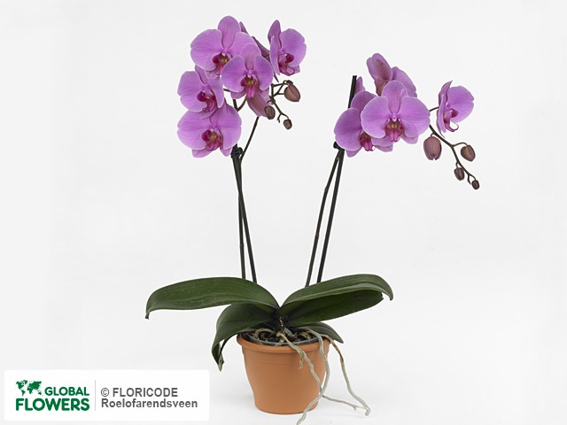 Орхидея САНТАНДЕР Phalaenopsis SANTANDER цветение орхидеи ...