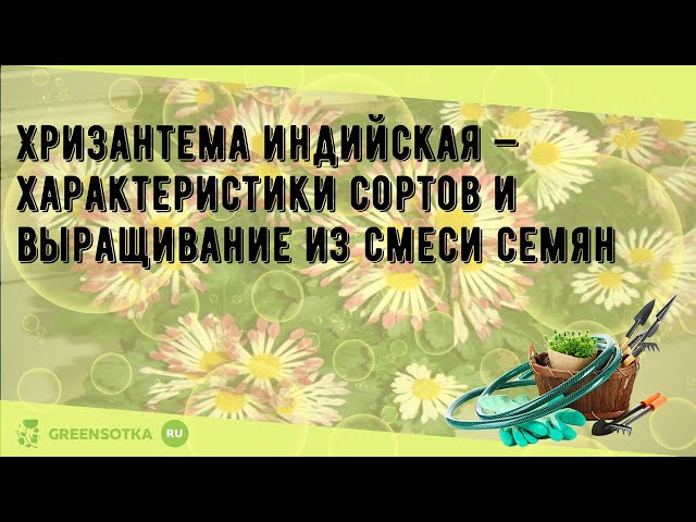 Хризантема индийская Фанфары, смесь - купить семена ...