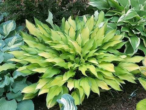 Hosta.com.ua. Купить хосту Ice Follies (Айс Фоллис) из ...