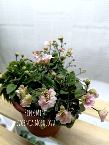 Фіалка кущова міні Pink Mint (ID#735555707), цена: 50 ...