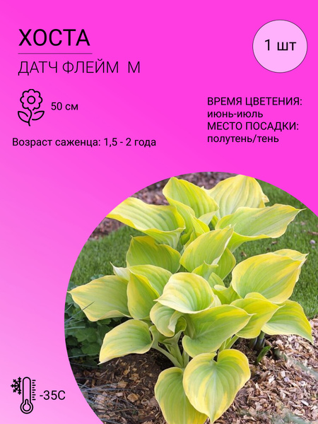 Hosta Gooseberry Sundae (Хоста Гусберри Сандей) #хосты ...