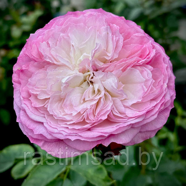 Rosa Constance Spry (English Rose)