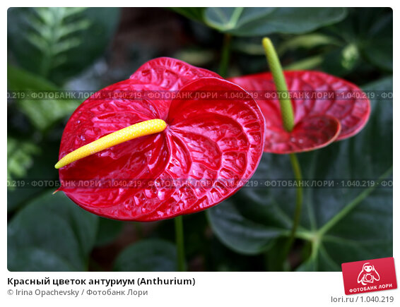 Красный цветок антуриум (Anthurium) Стоковое фото № 1040219 ...