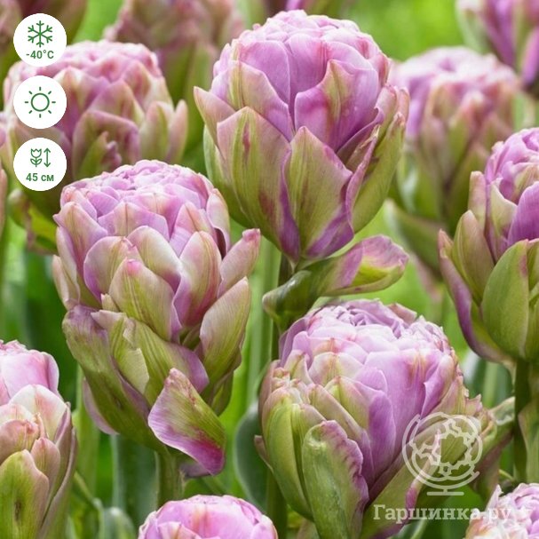 Тюльпан махровый многоцветковый Вайолет Прана (Tulipa Violet ...